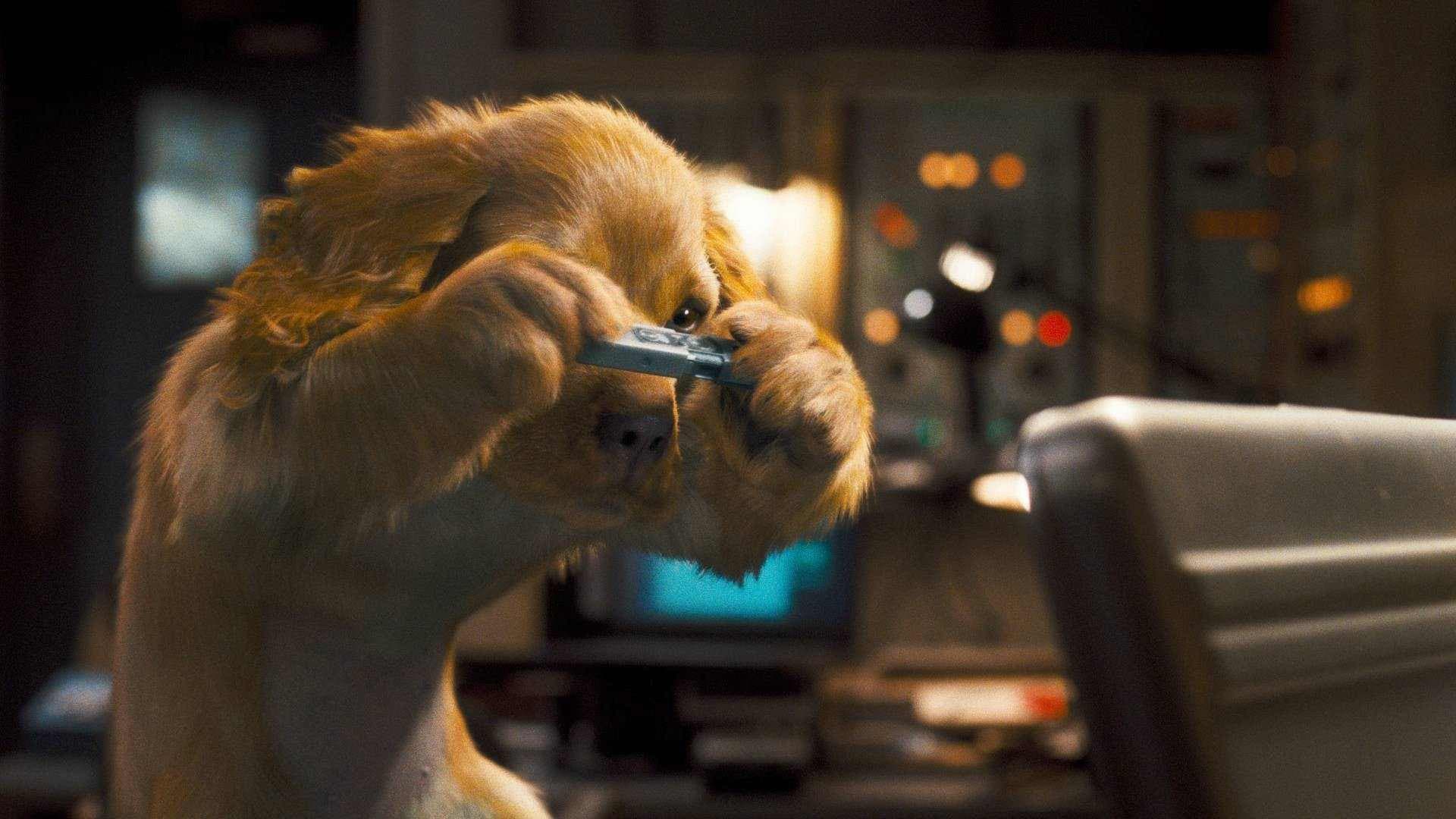 Cani e gatti - La vendetta di Kitty - immagine