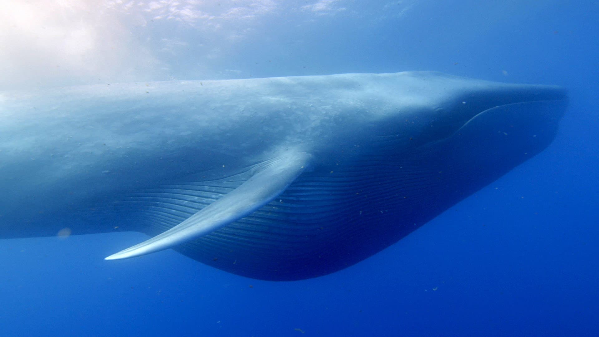 Ocean Giants - immagine