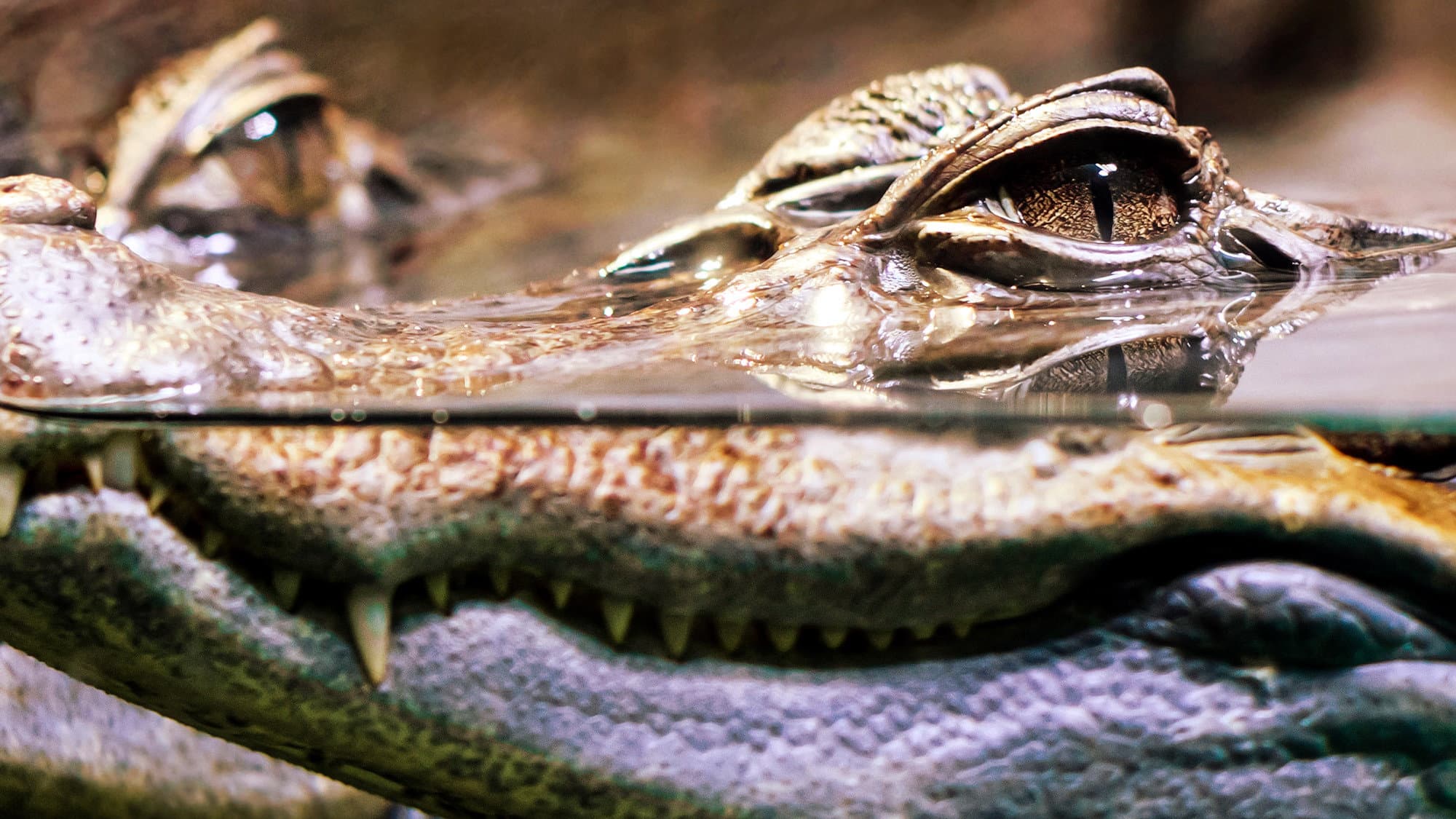 Crocodiles Revealed - immagine