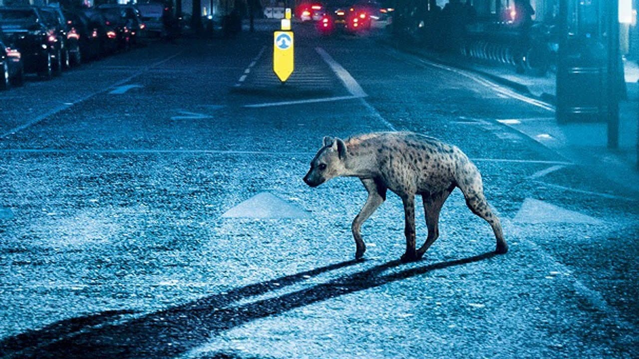 Hyena - immagine