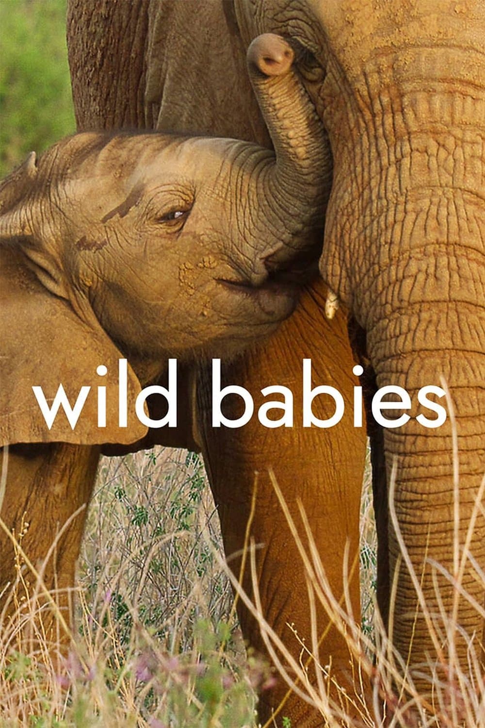 Poster di Cuccioli nella natura