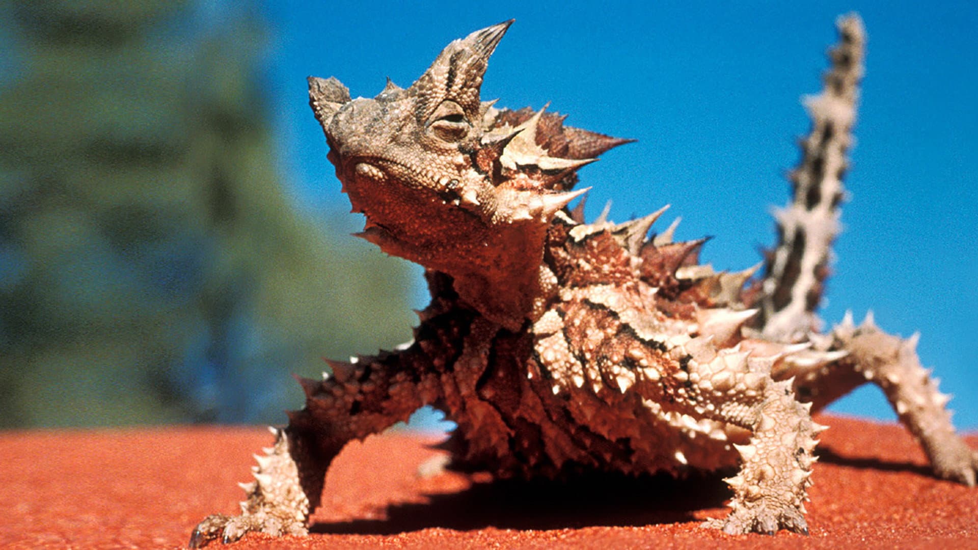 Sky Safari: Australia - immagine