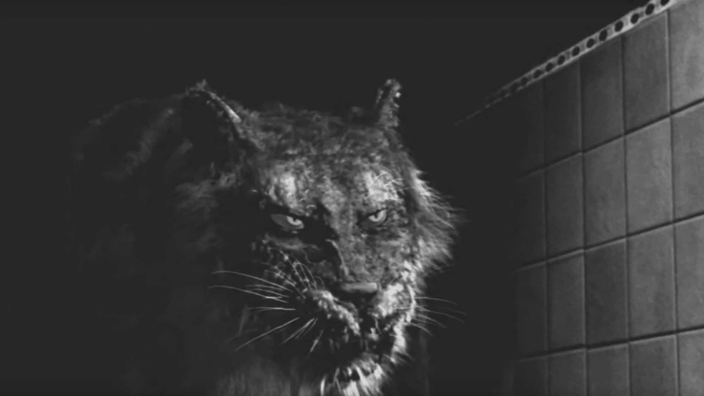 Tyger - immagine