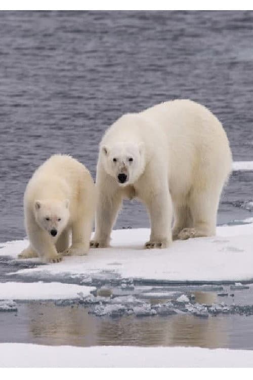 Poster di Ice Bear