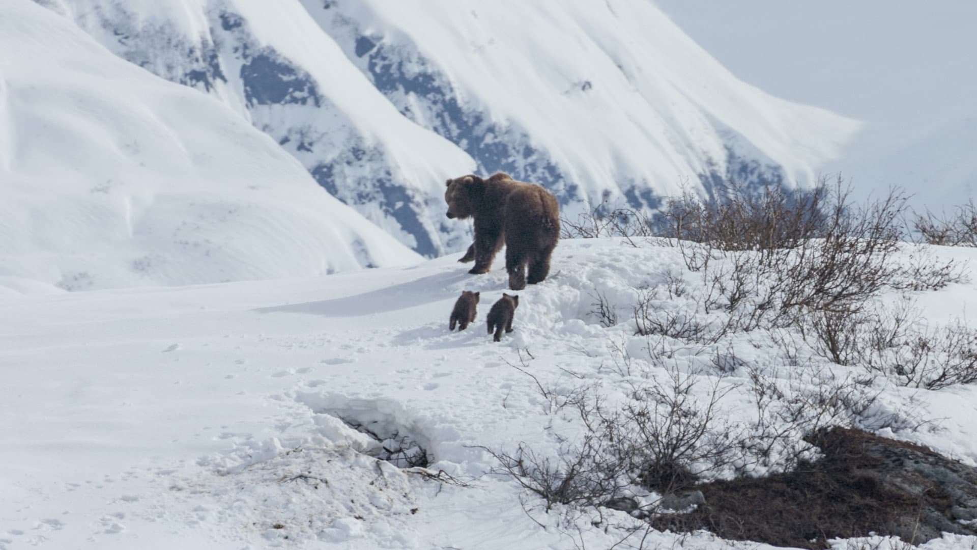 Bears - immagine
