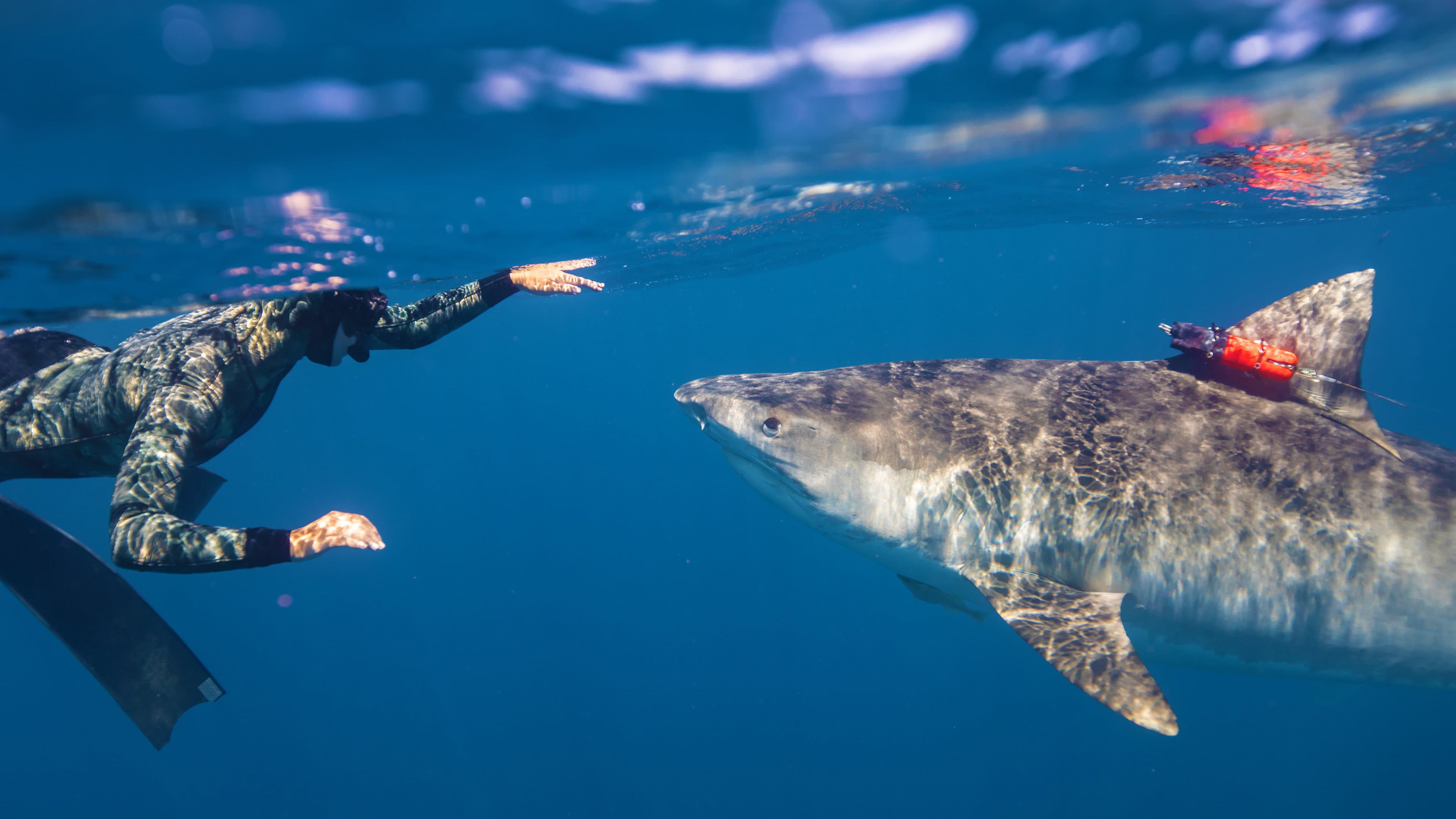 Maui Shark Mystery - immagine