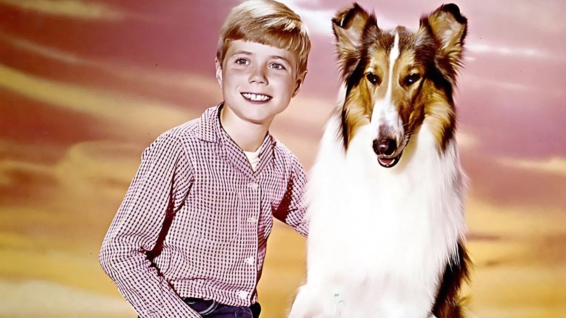 Una nuova casa per Lassie - immagine