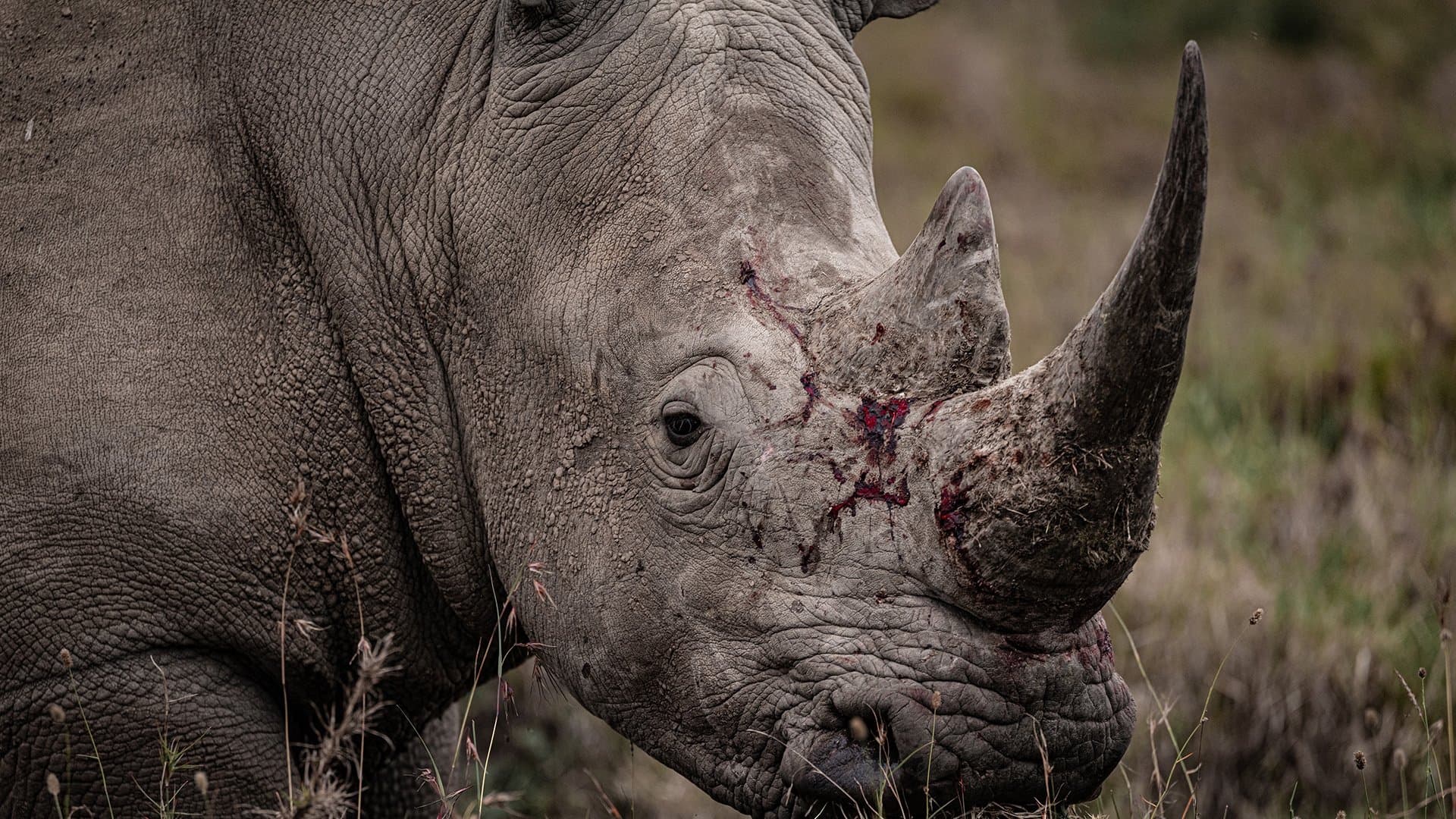 Rhino - immagine