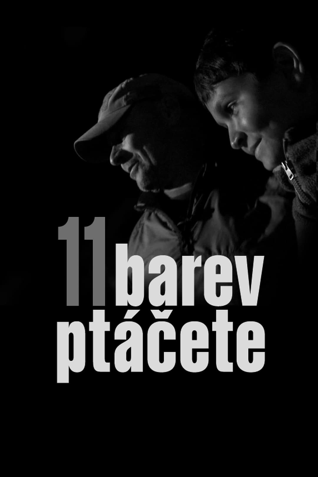Poster di 11 barev ptáčete