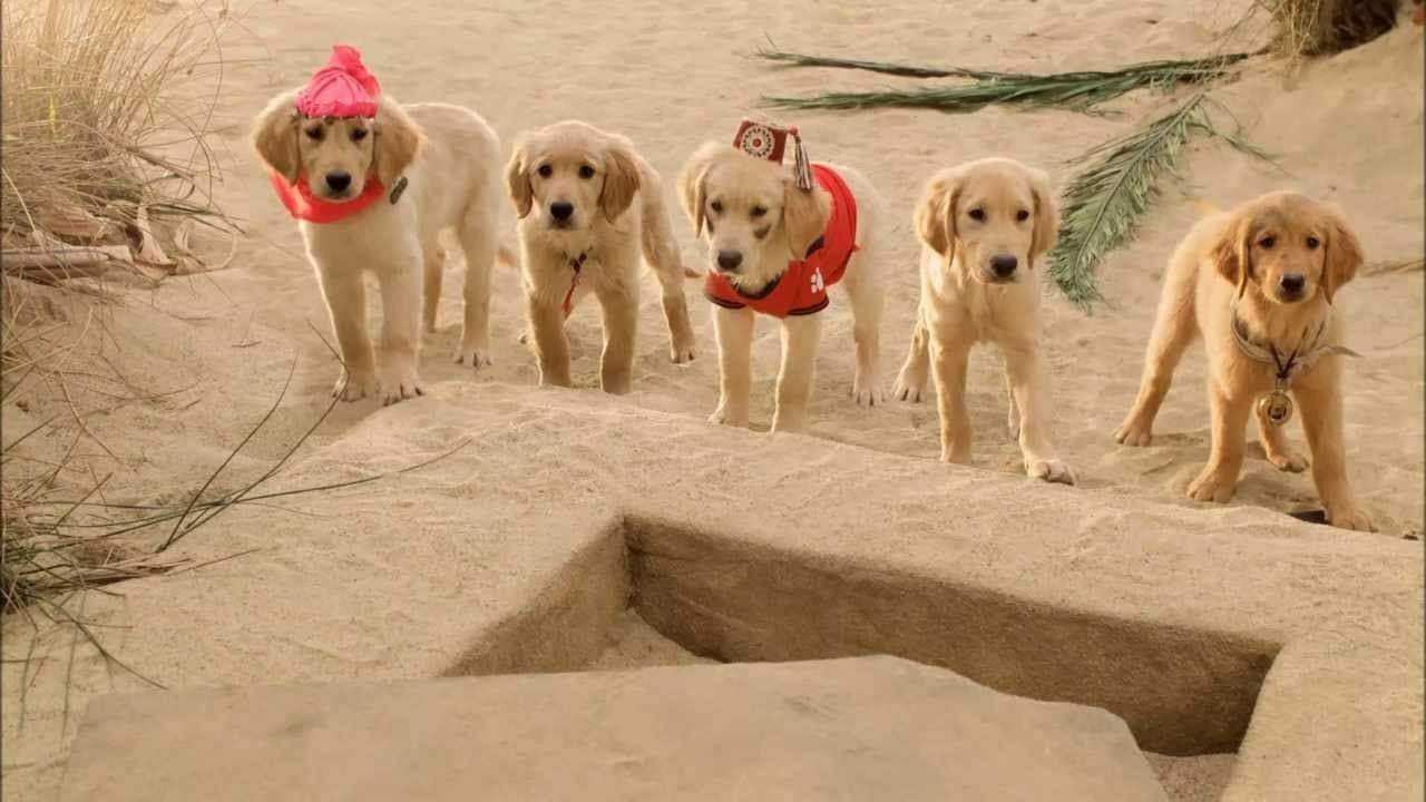 Supercuccioli a caccia di tesori - immagine