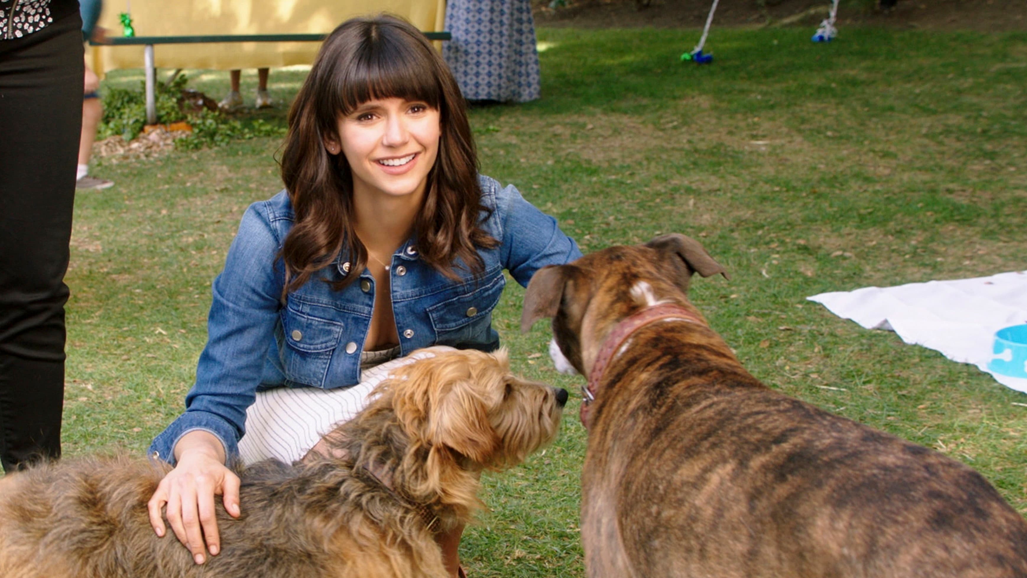 Dog Days - immagine