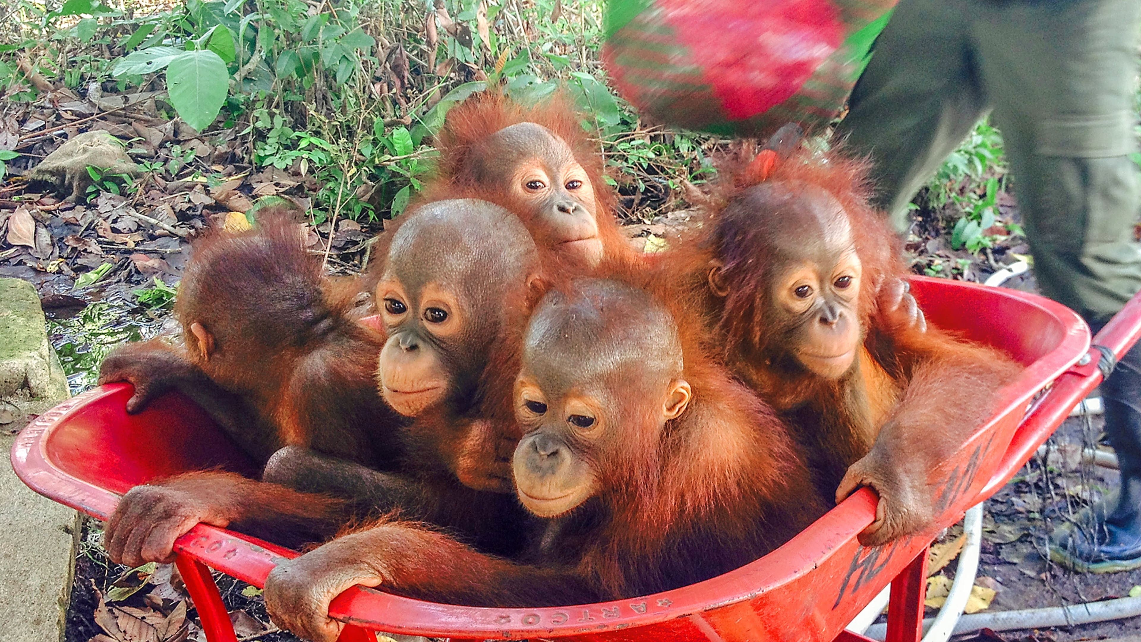 Operation Orangutan - immagine