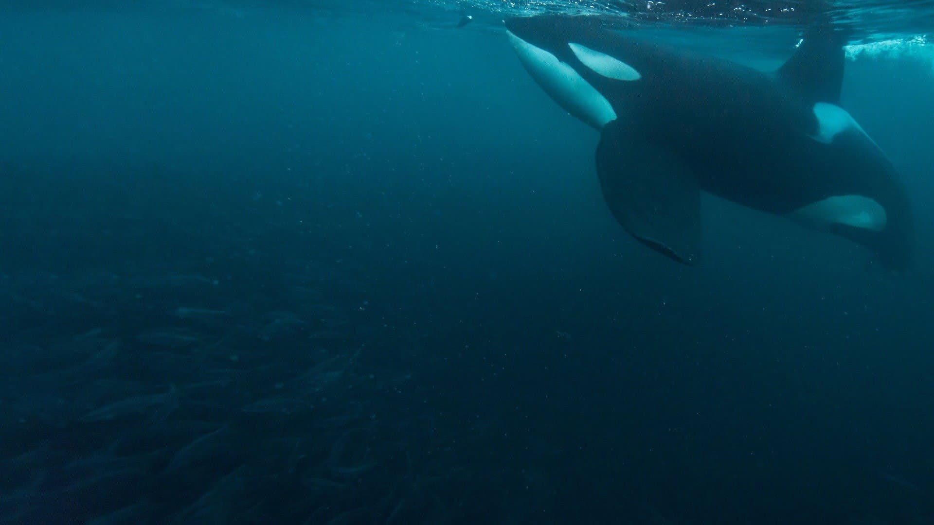 The Witness is a Whale - immagine