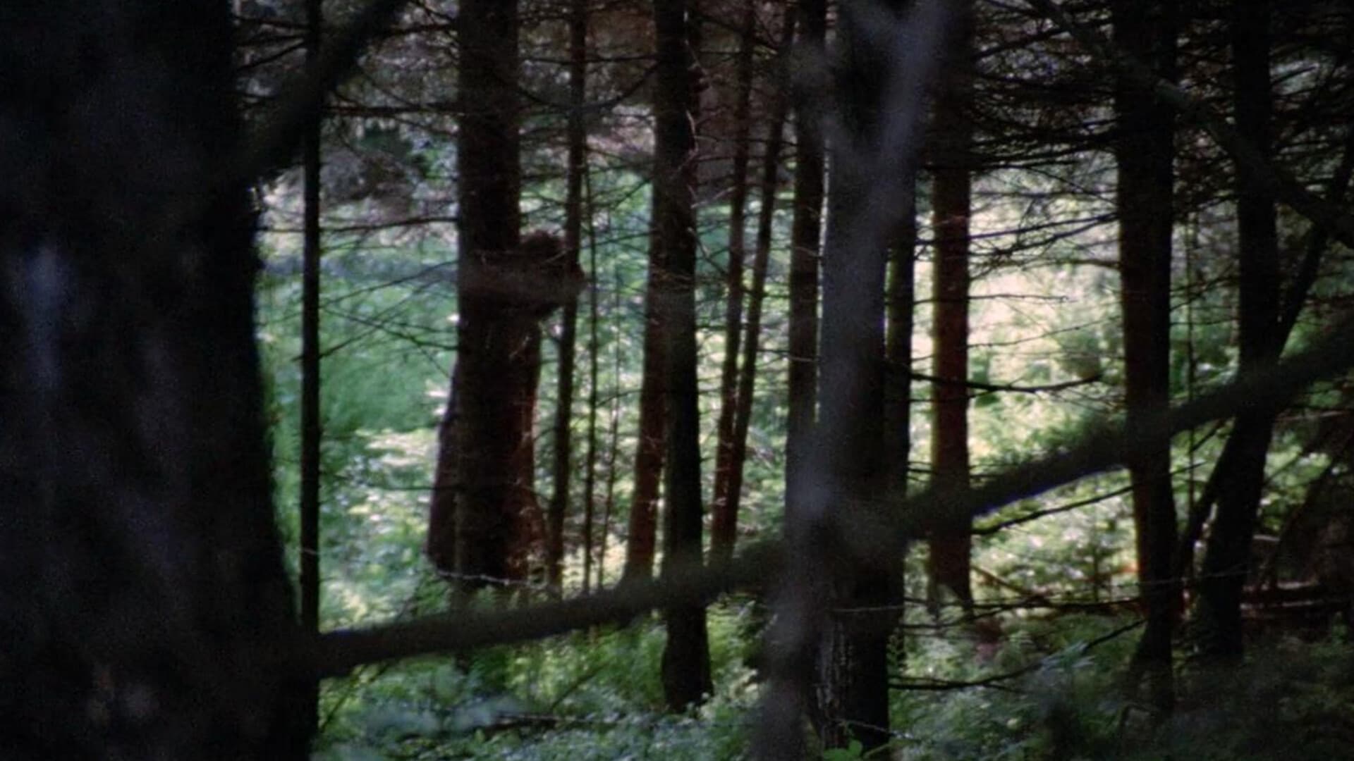 Dark August - immagine