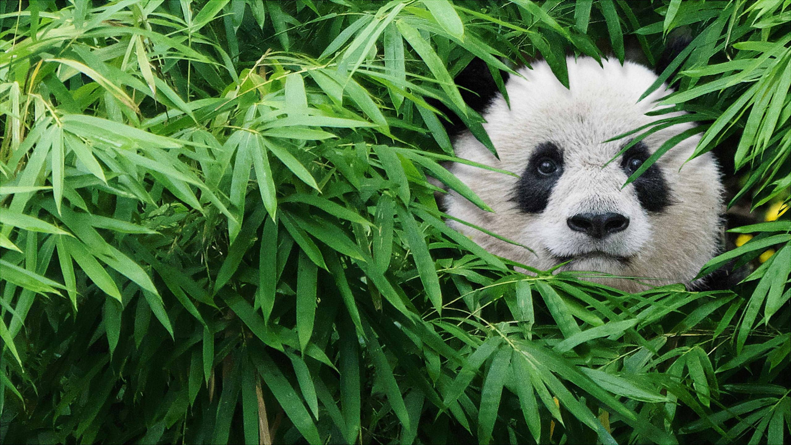 Pandas - immagine