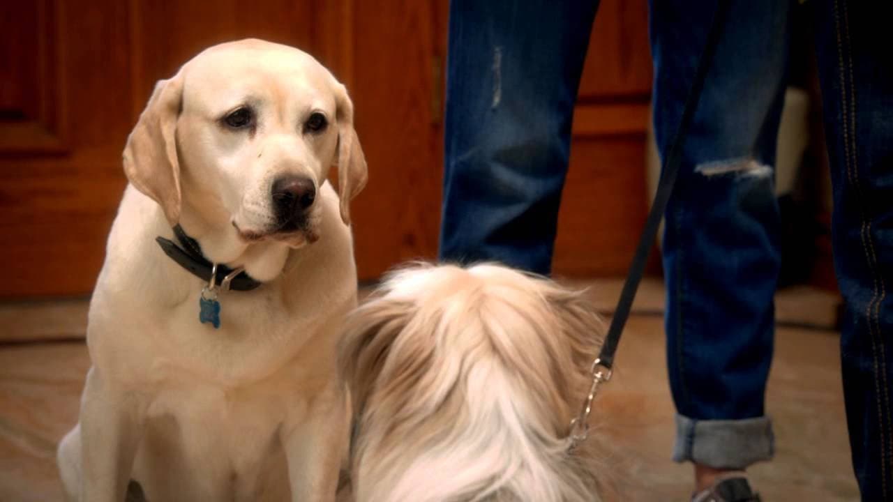 Zeus - Una Pasqua da cani - immagine