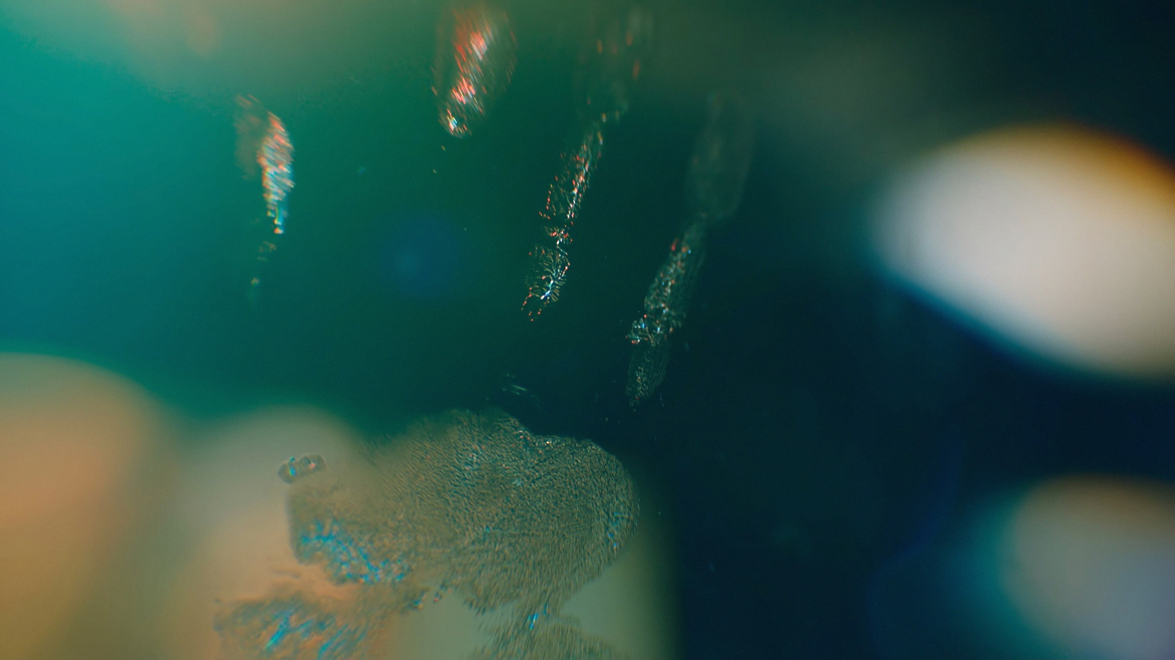 Creature luminose - immagine