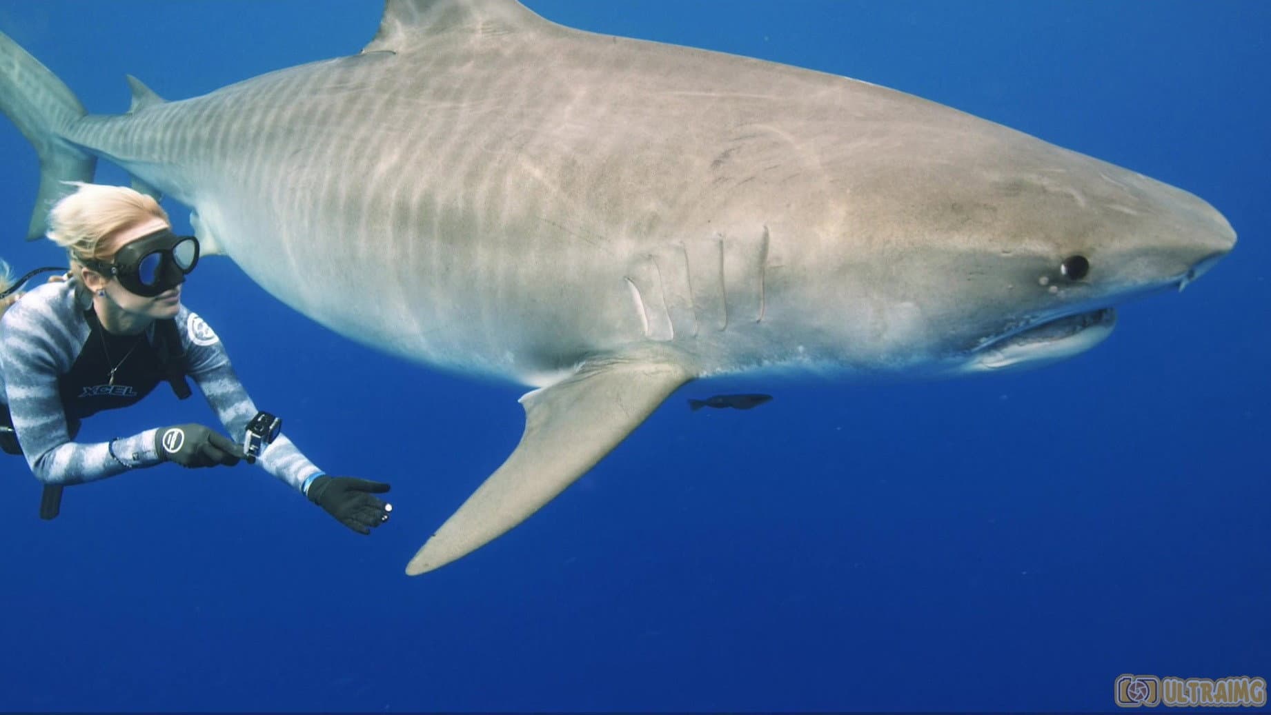 Saving Jaws - immagine