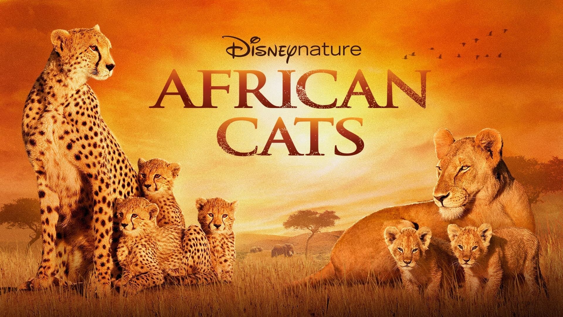 African Cats - Il regno del coraggio - immagine