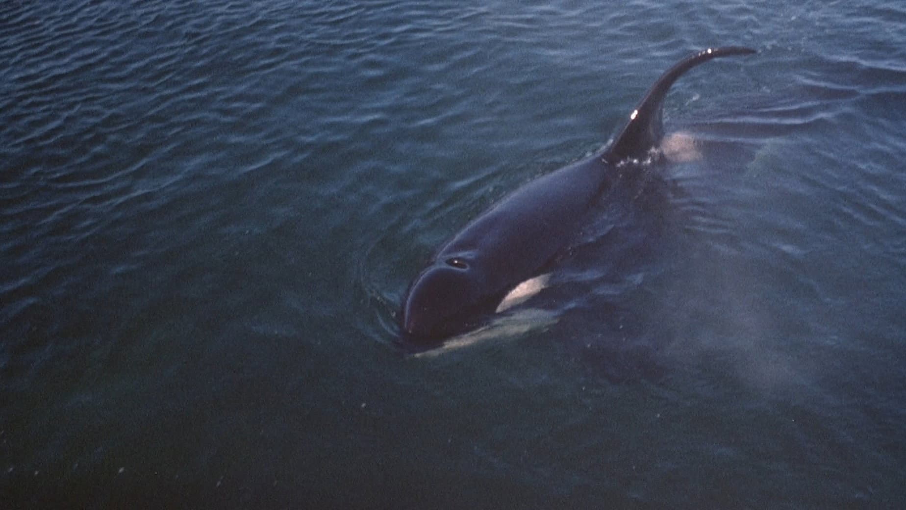 Namu, the Killer Whale - immagine