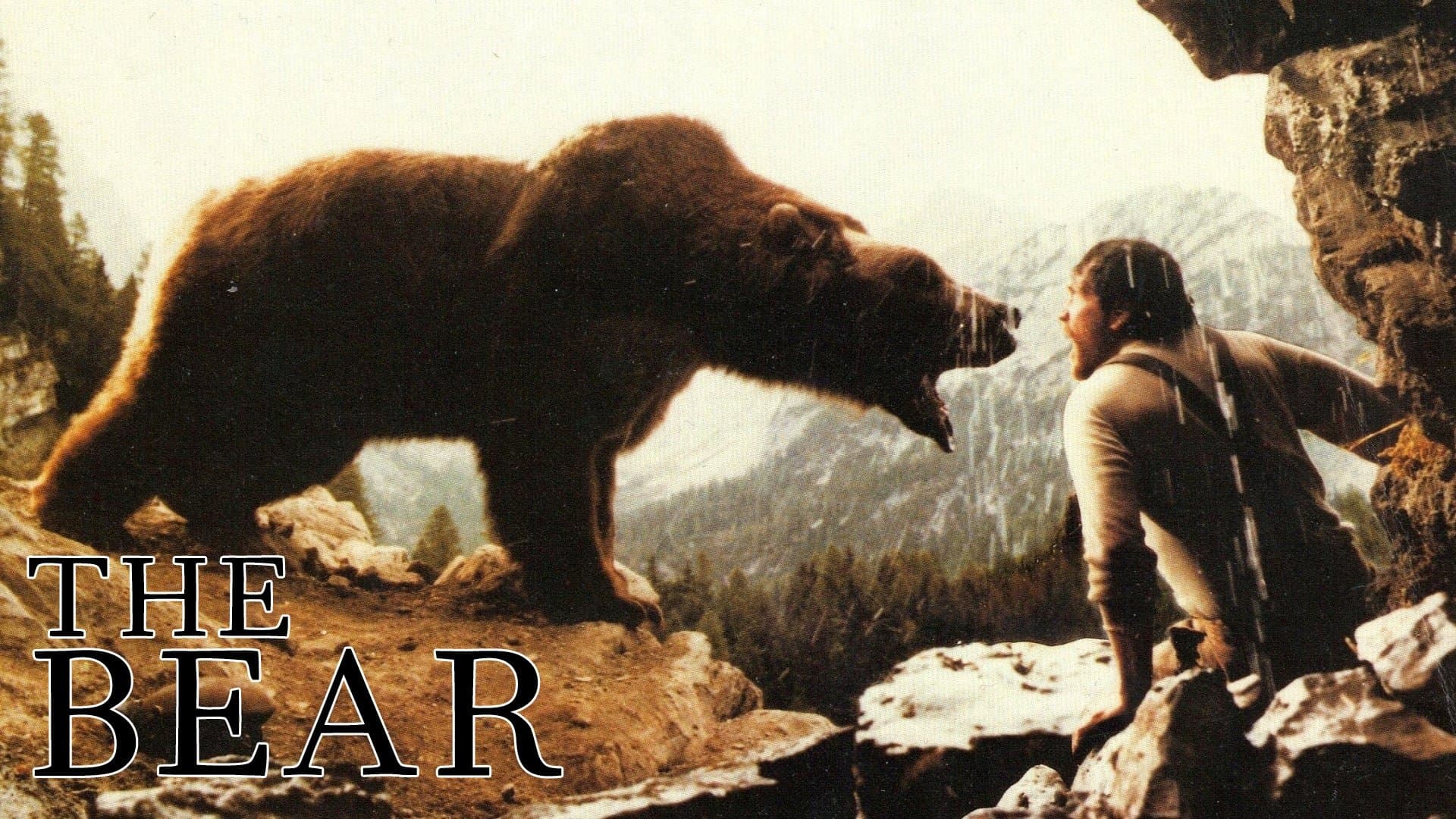 L'orso - immagine