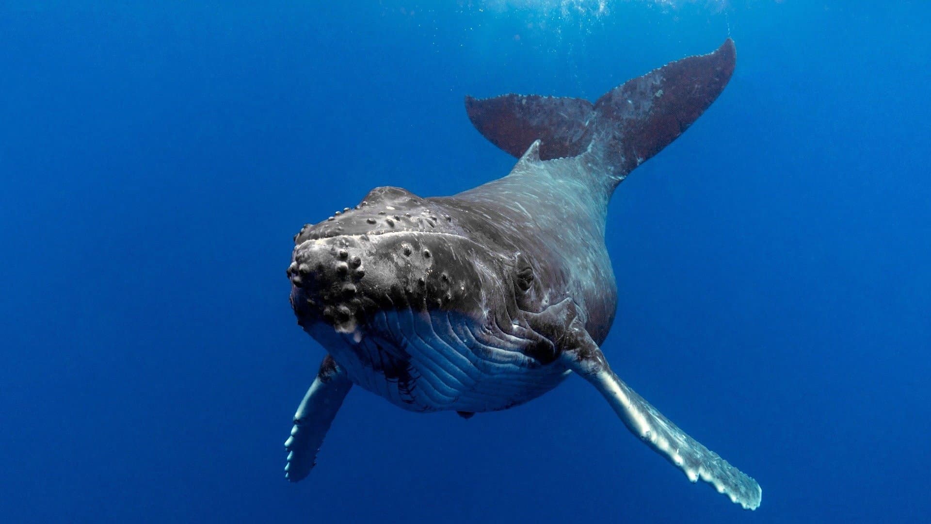 The Witness is a Whale - immagine