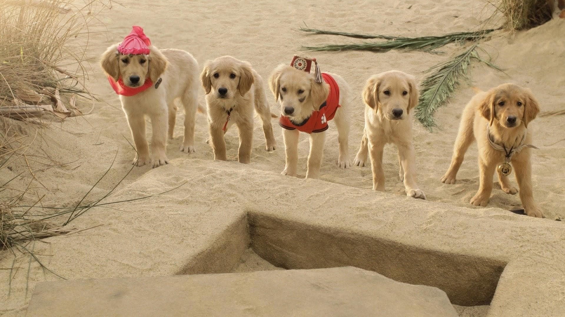 Supercuccioli a caccia di tesori - immagine