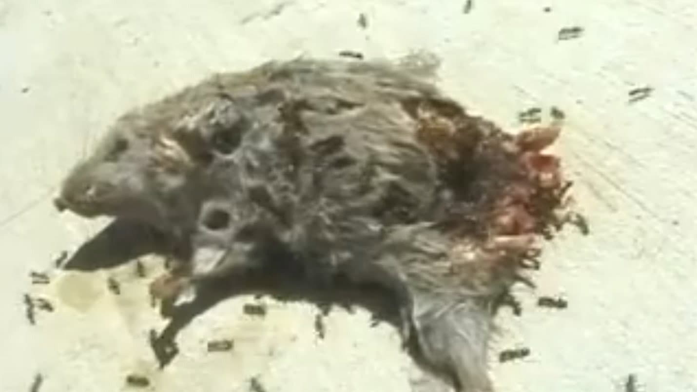 Dead Mouse with Ants - immagine