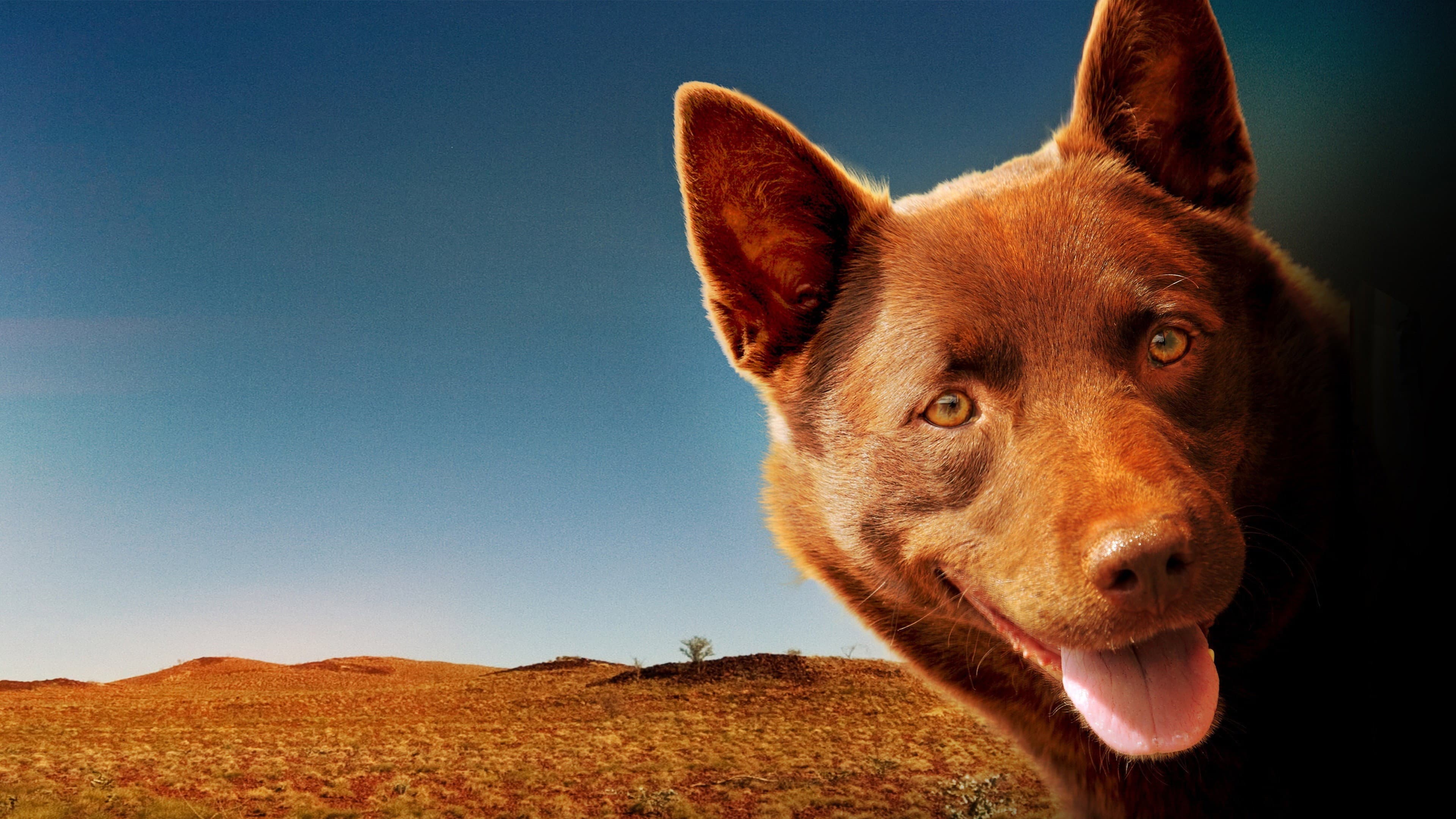 Red Dog - immagine