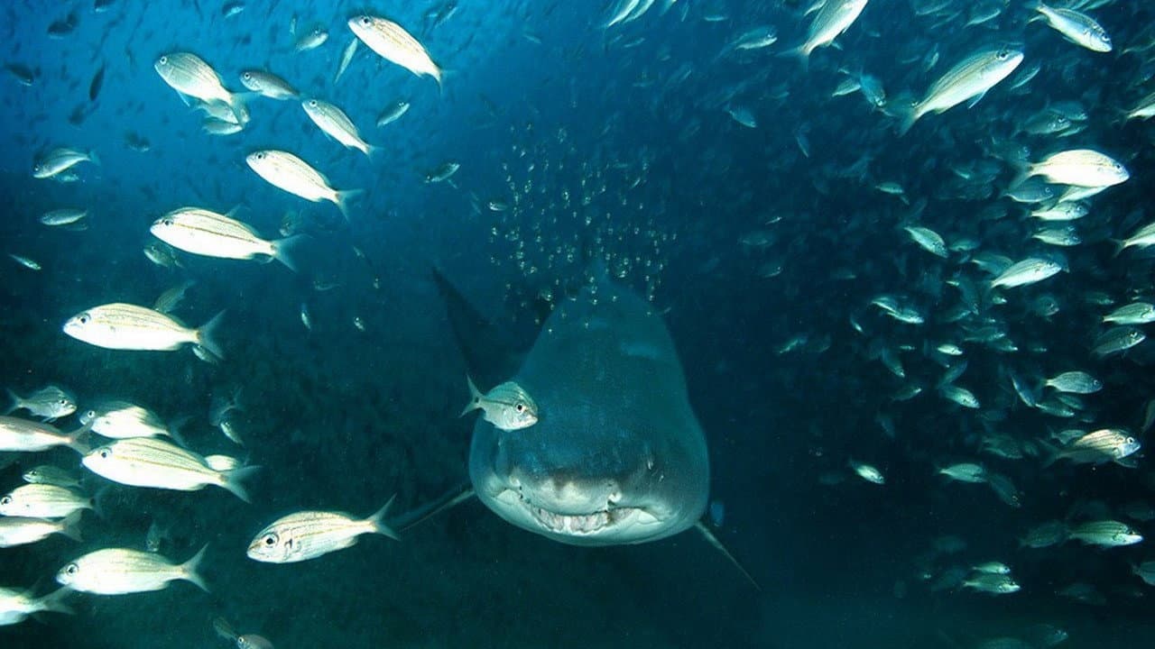 Deep Sea: Il mondo sommerso - immagine