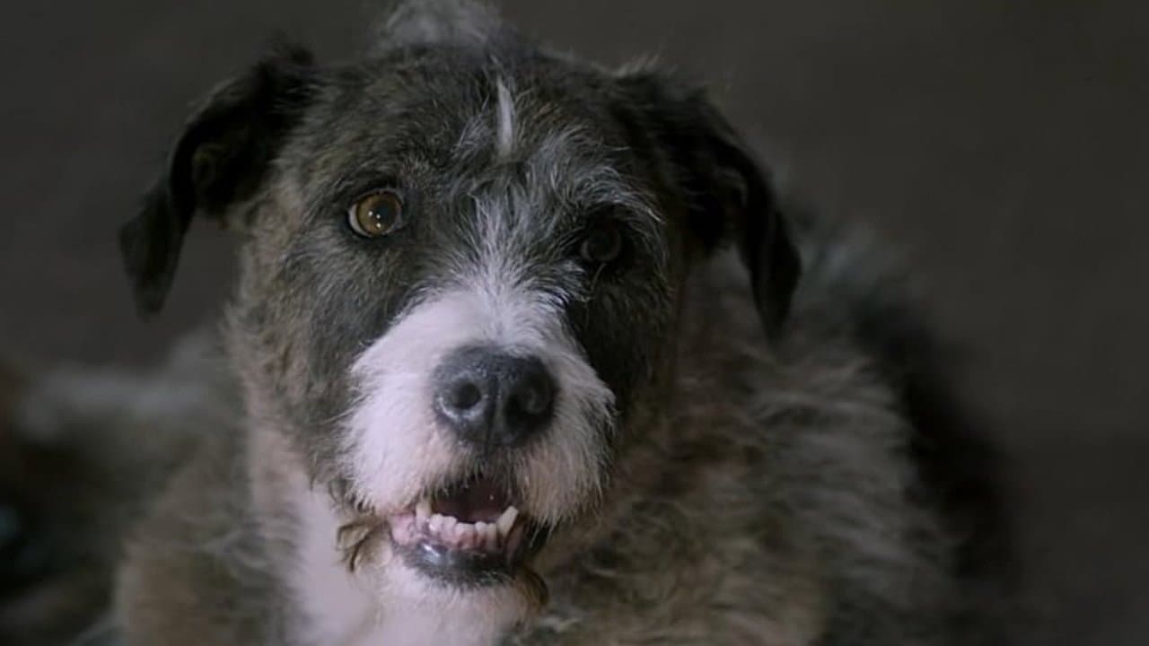 Life with Dog - immagine