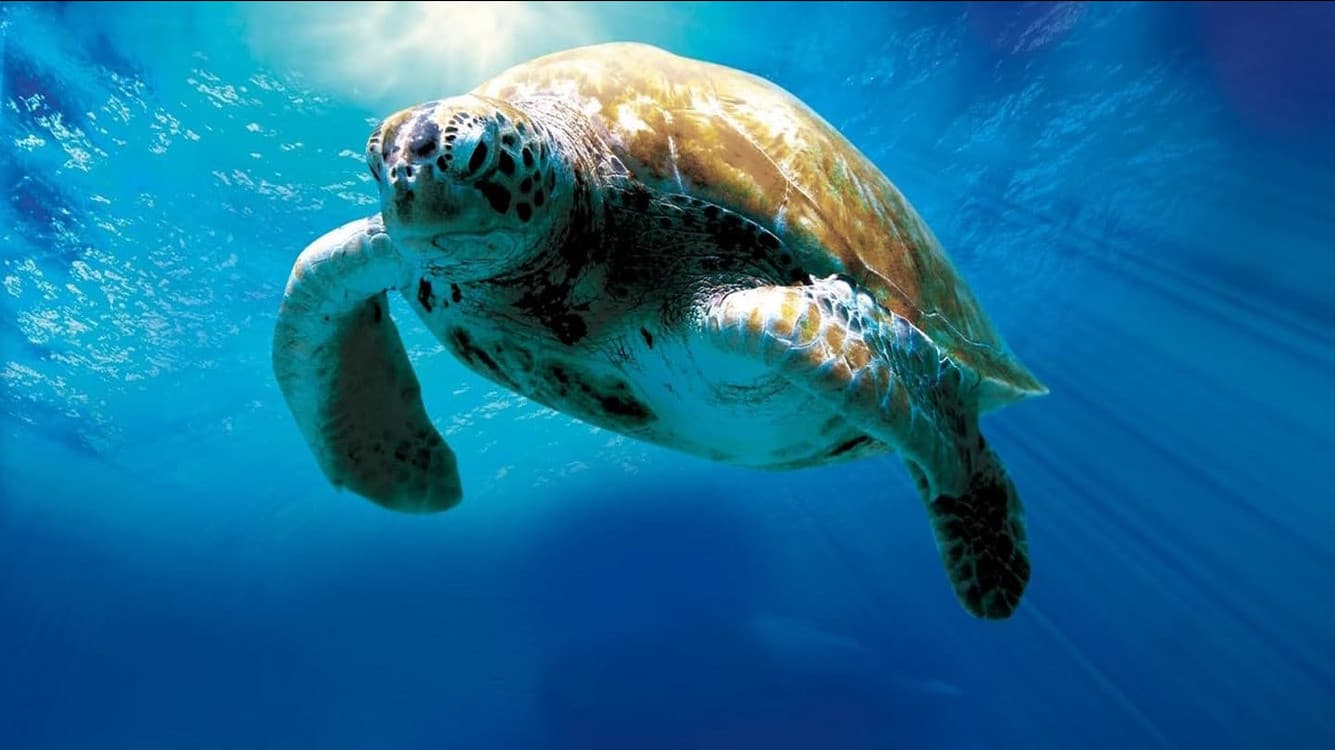 L'incredibile viaggio della tartaruga - immagine