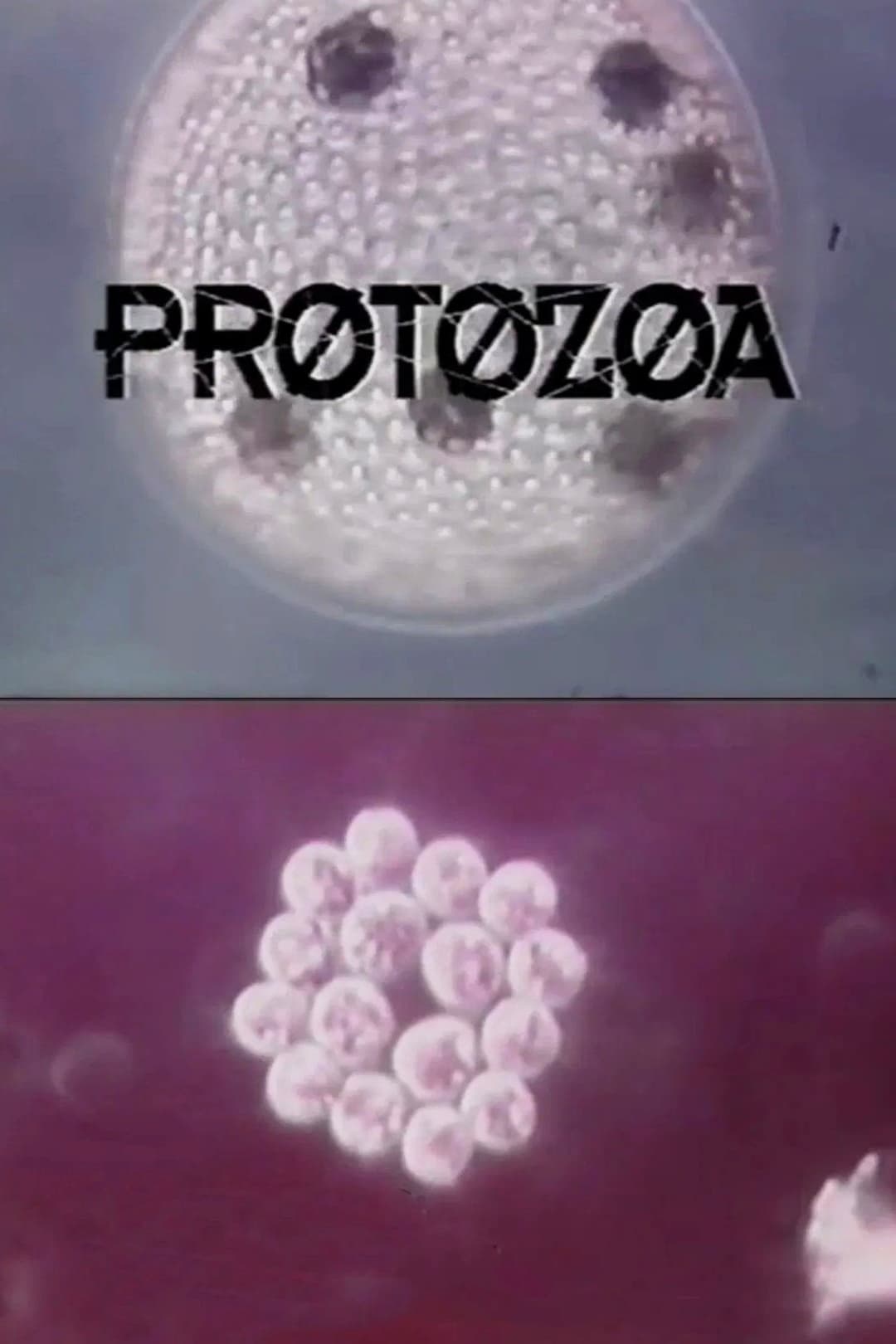 Poster di Protozoa