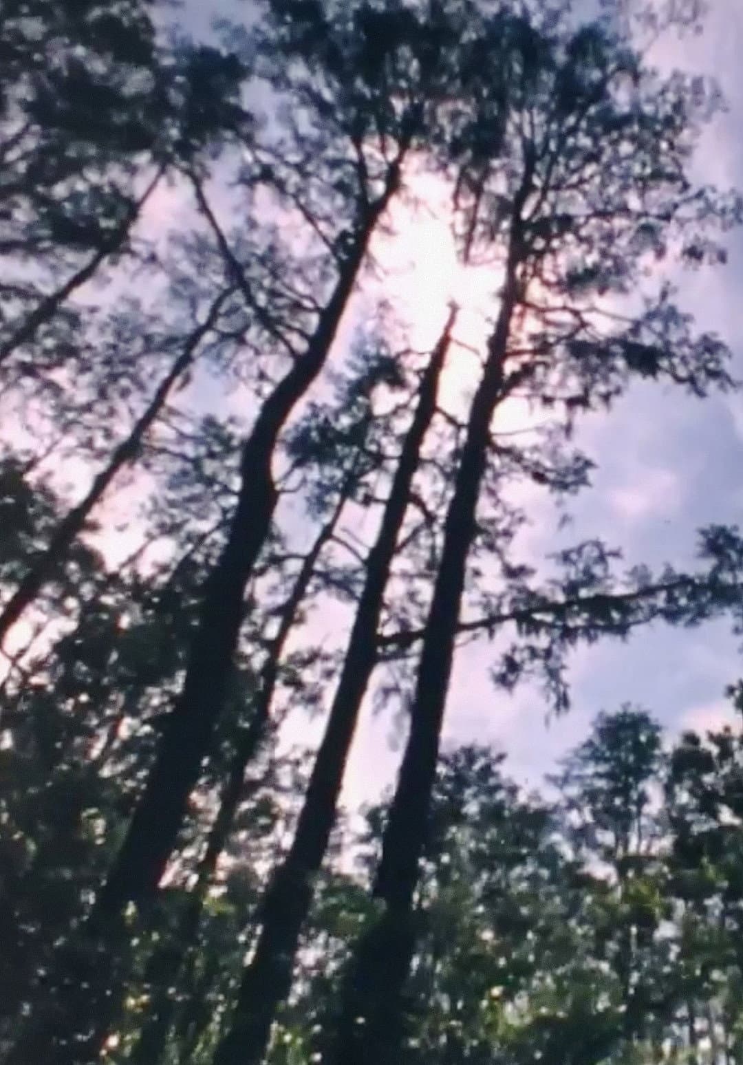 Poster di Wilderness: A Country in the Mind