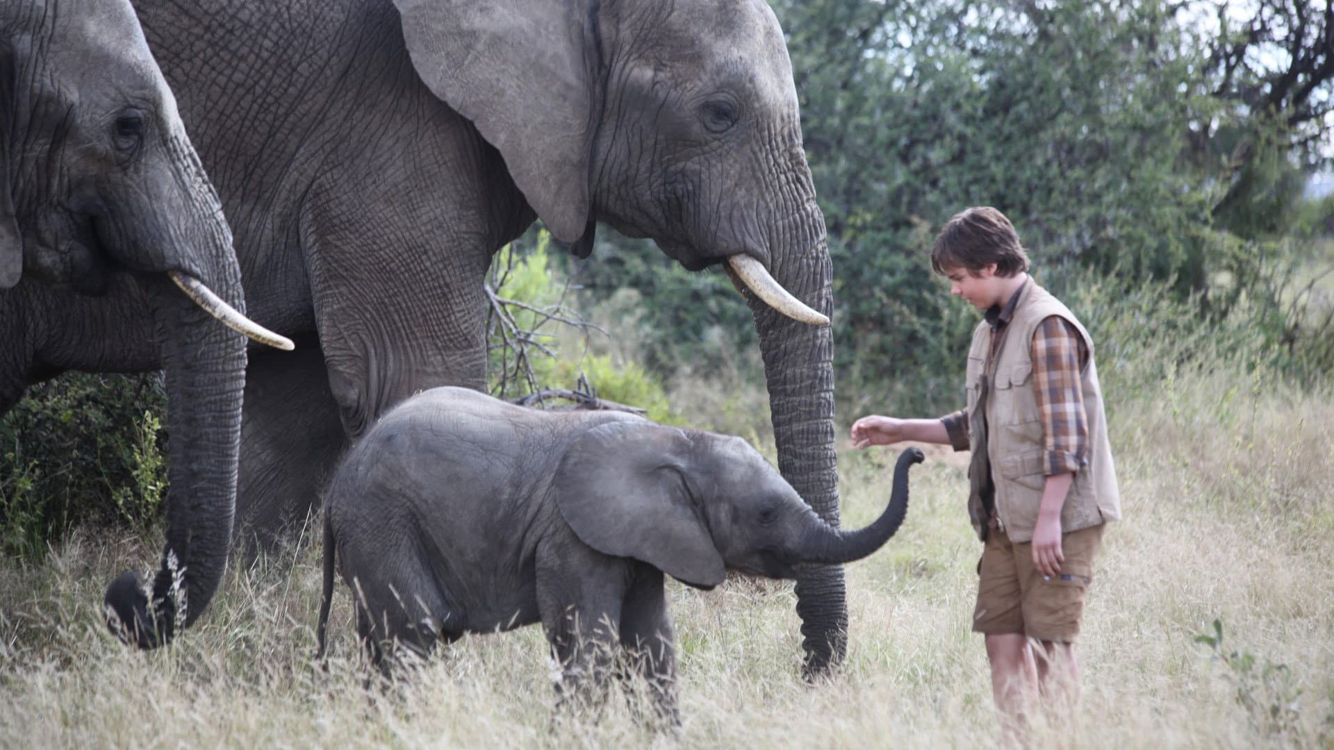 Il ragazzo e il grande elefante - immagine