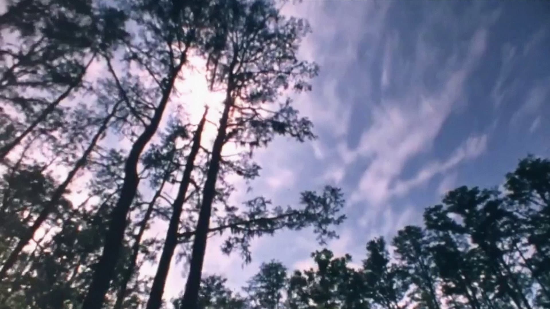 Wilderness: A Country in the Mind - immagine