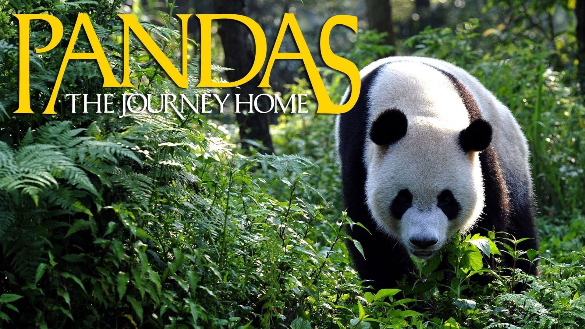 Pandas: The Journey Home - immagine