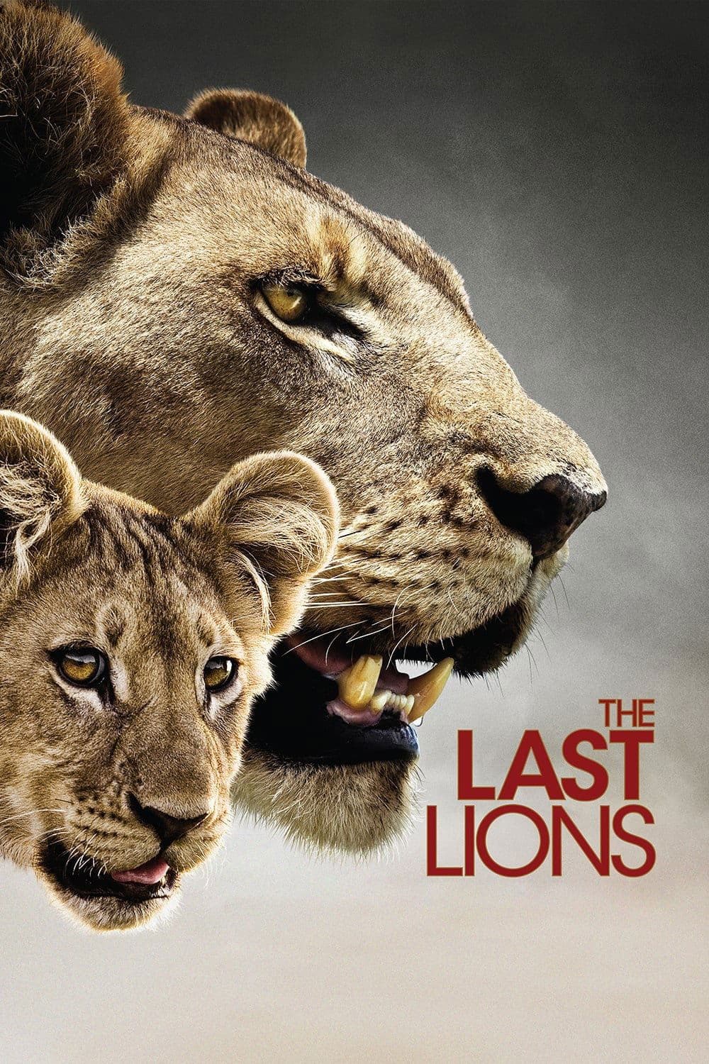 Poster di Gli ultimi leoni