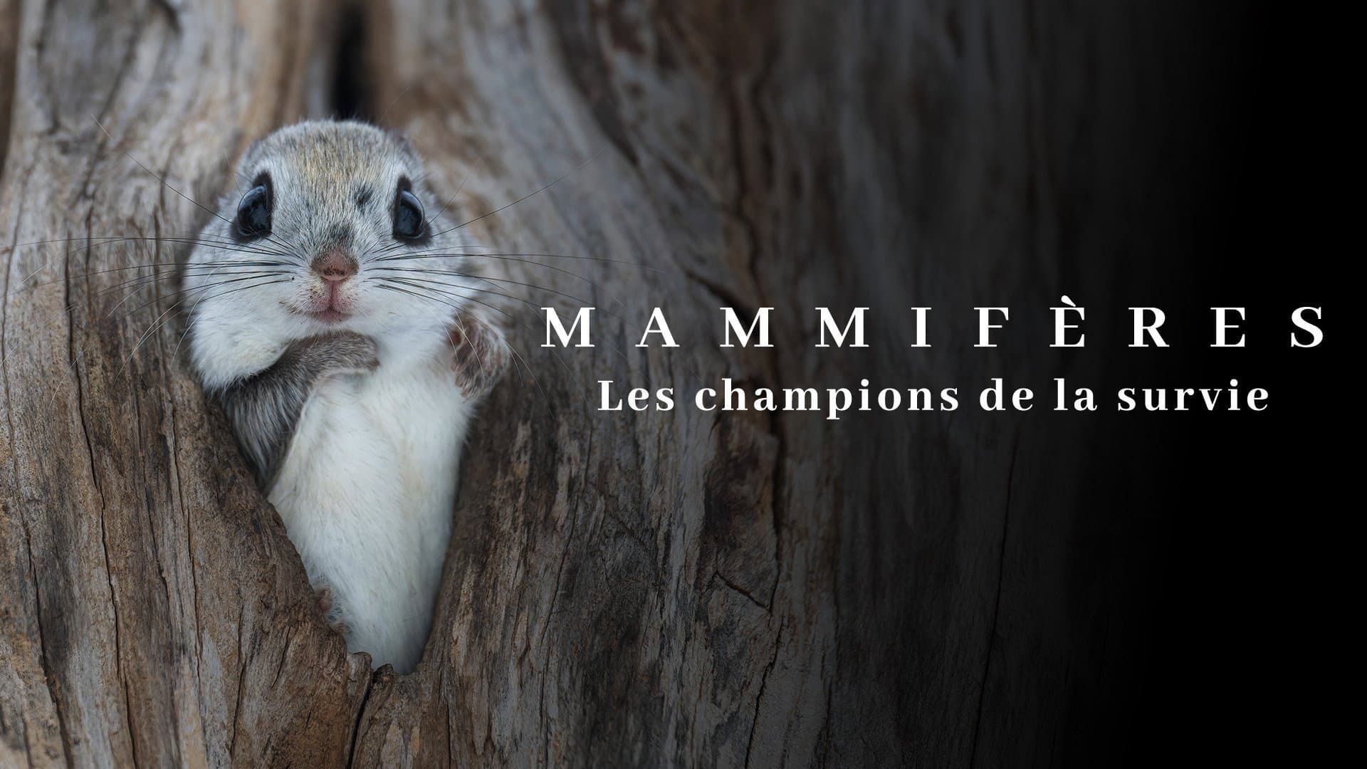 Mammifères, les champions de la survie - immagine