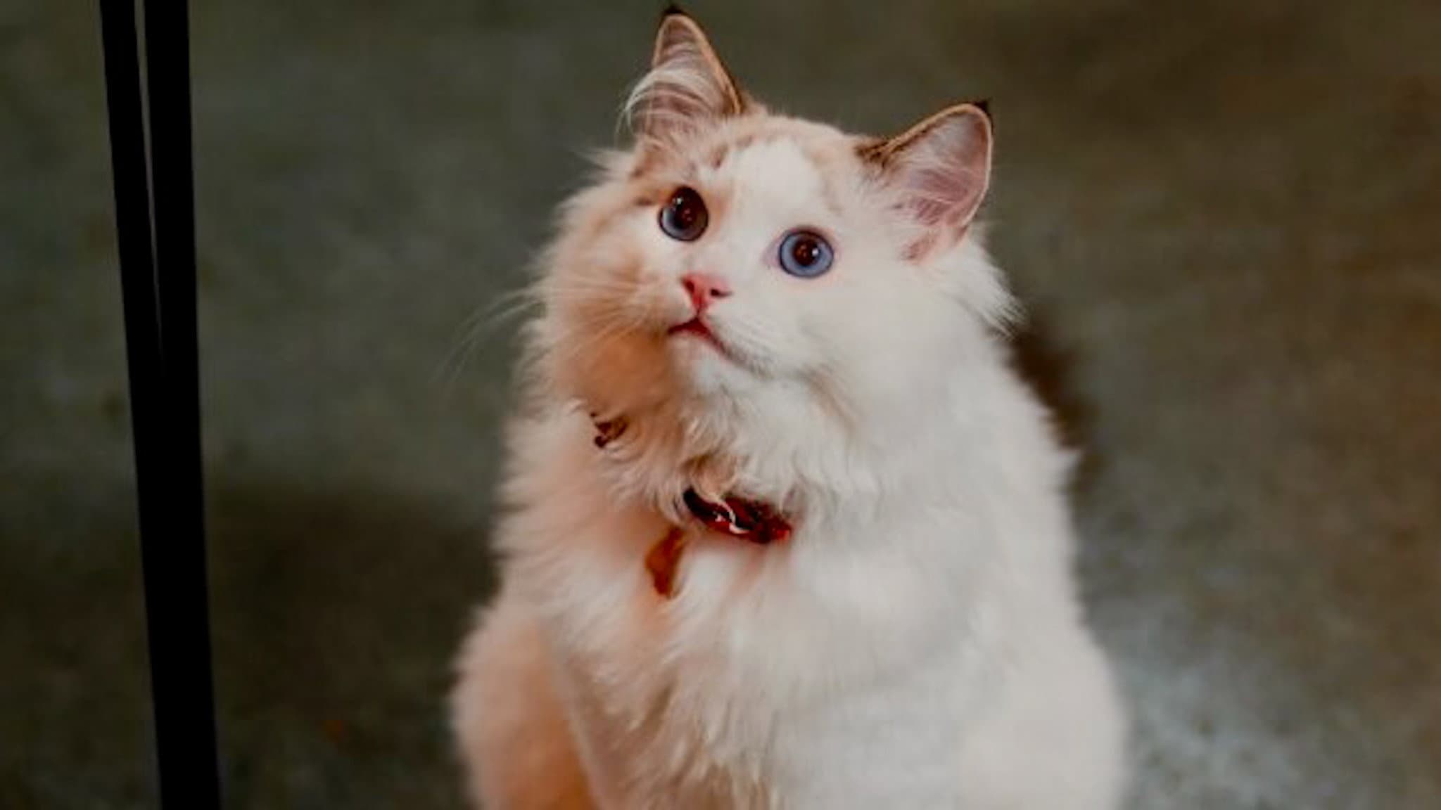 Christmas at the Catnip Café - immagine