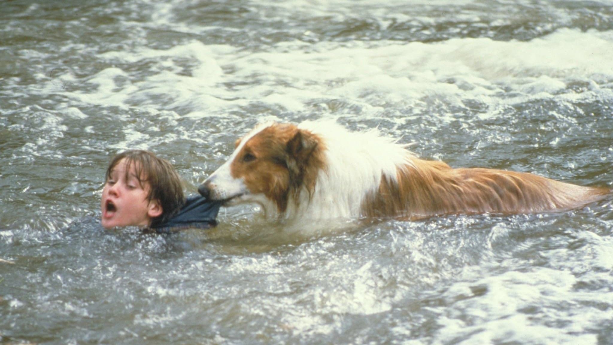 Lassie - immagine