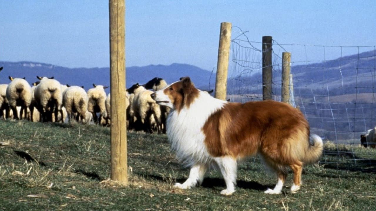 Lassie - immagine