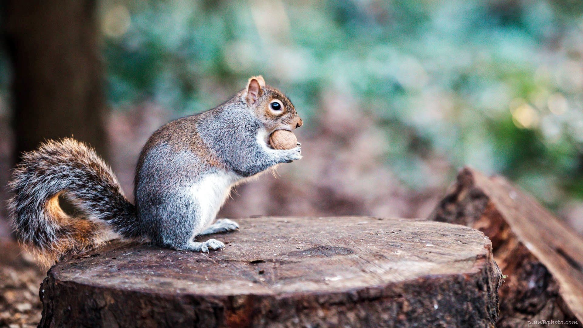 The Super Squirrels - immagine