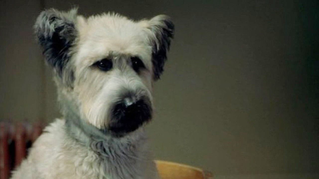The Karate Dog - immagine