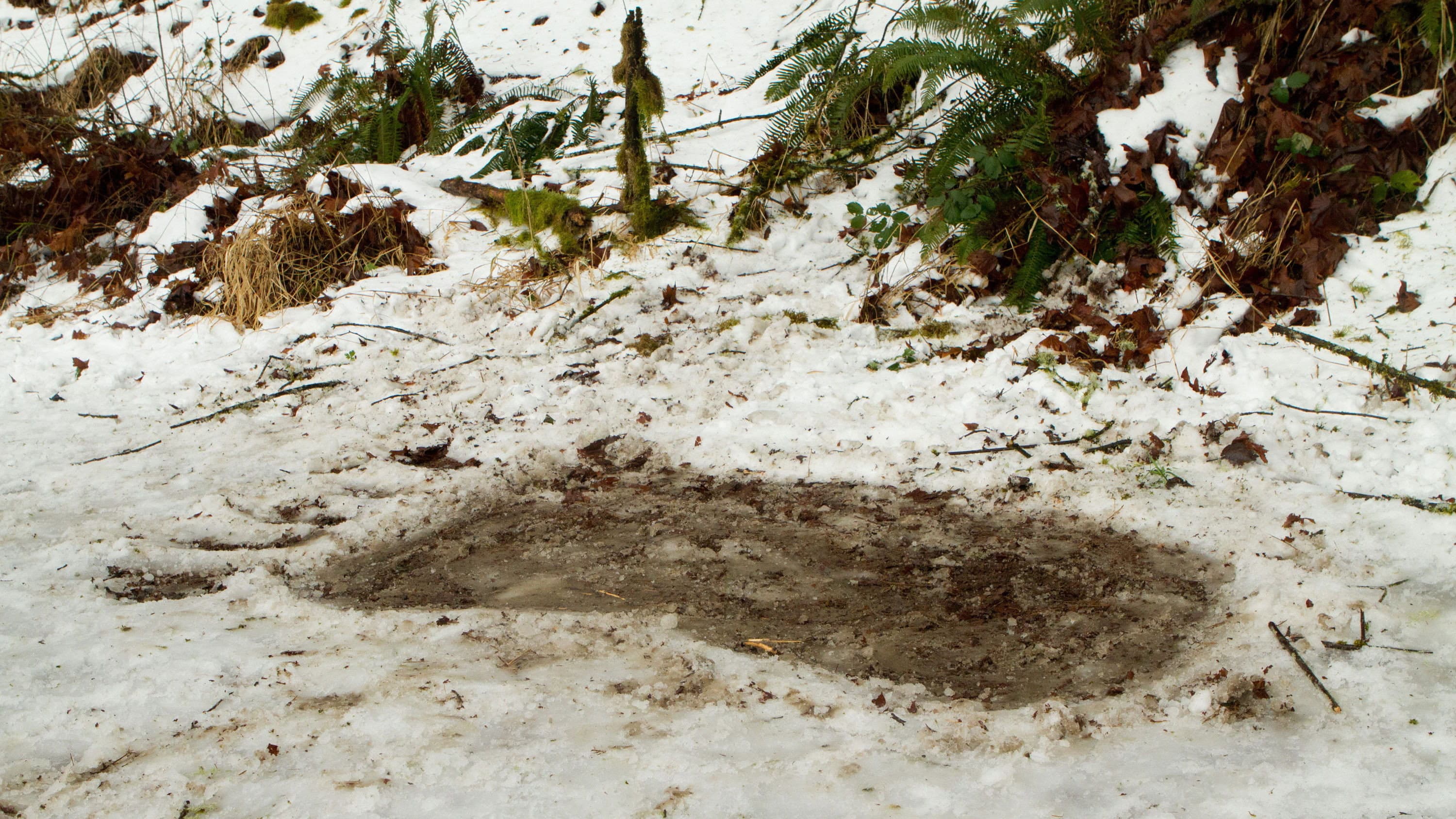 Bigfoot - immagine