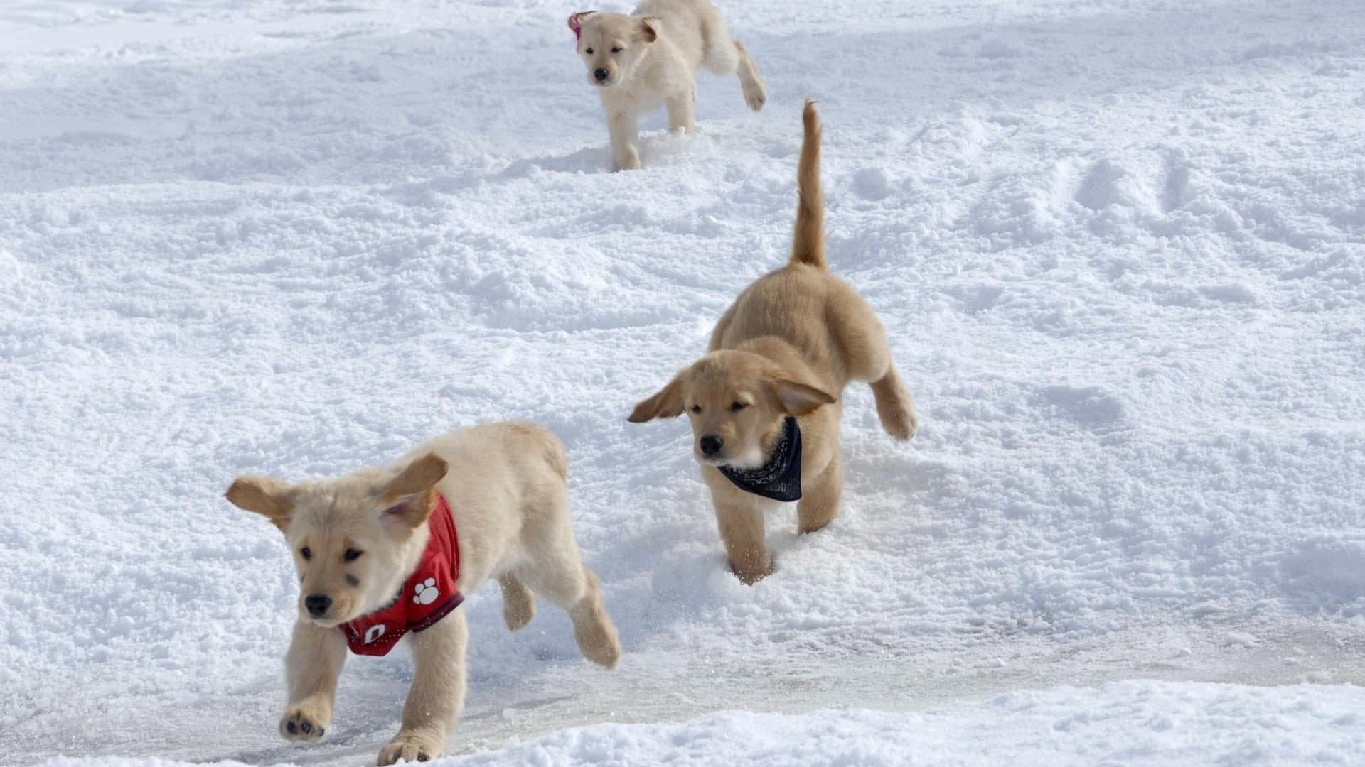 Supercuccioli sulla neve - immagine