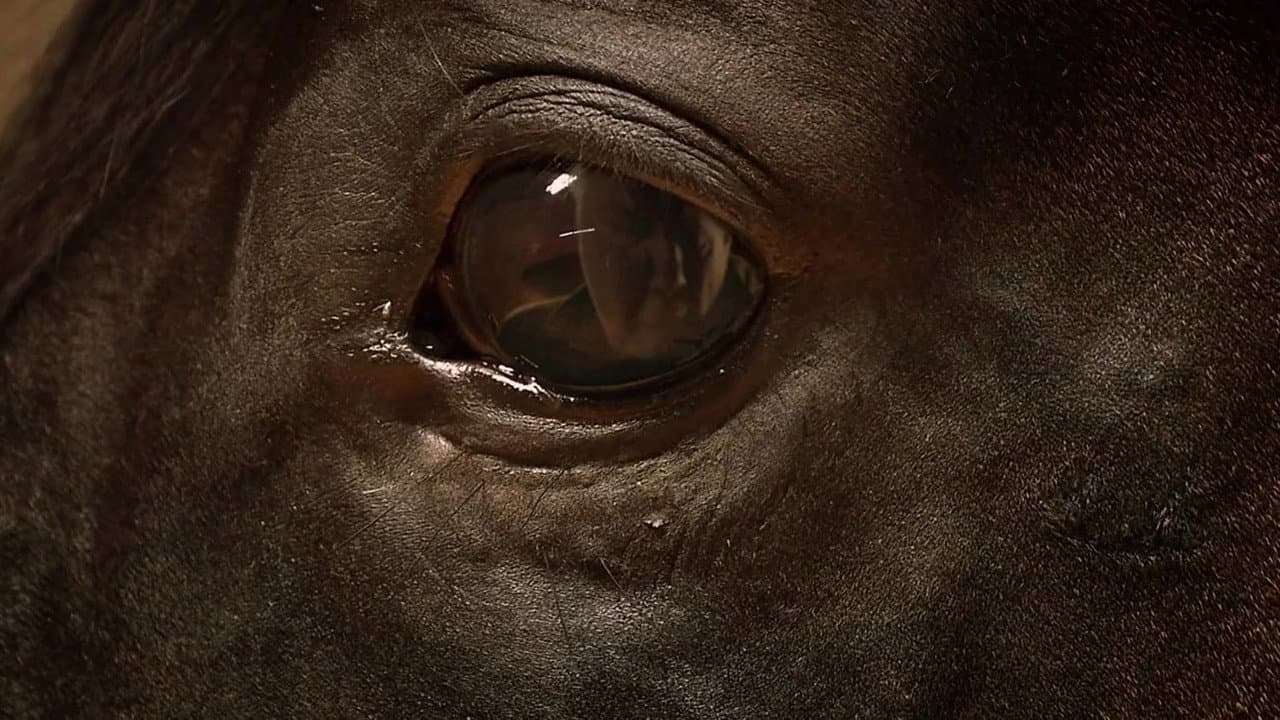 Orphan Horse - immagine