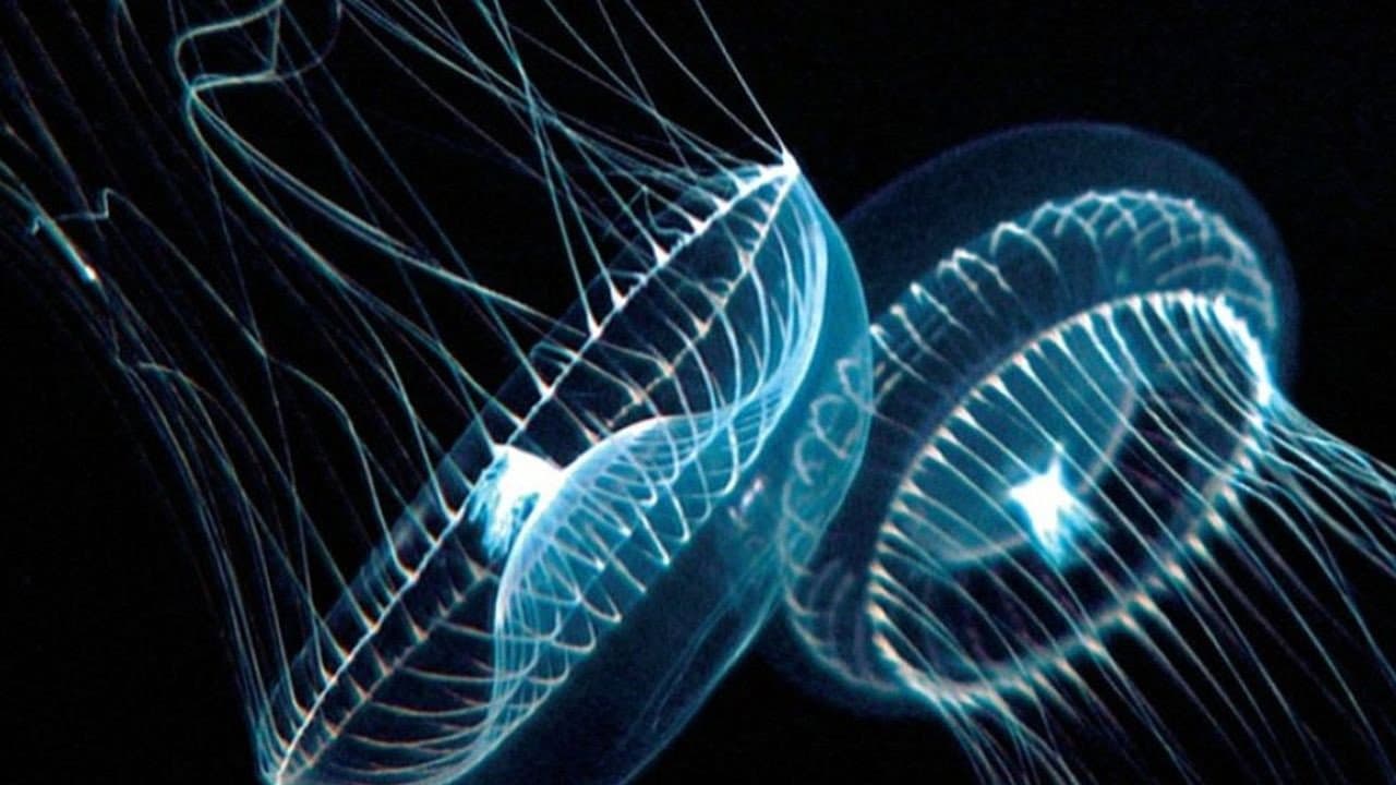 Profondo Blu - immagine