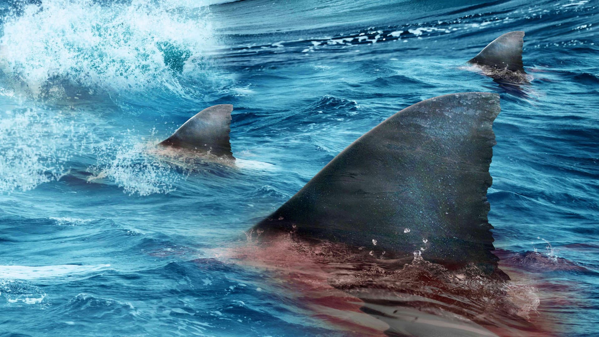 Shark - immagine