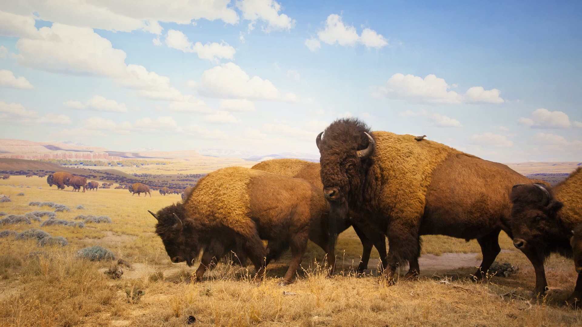 Yellowstone - immagine